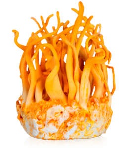 cordyceps