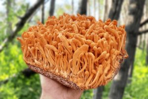 Cordyceps mushroom