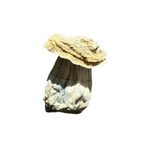 True Albino Teacher Mushroom