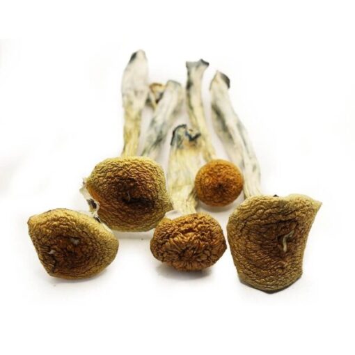 B+ Mushroom
