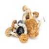 B+ Magic Mushroom