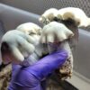 Albino Tidal Wave Magic Mushroom