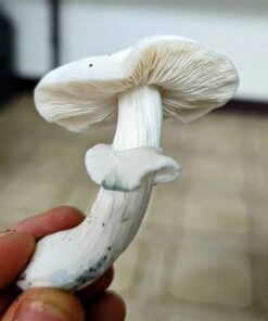 True Albino Teacher Mushroom