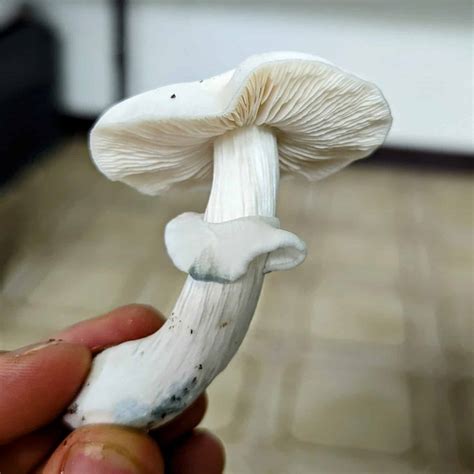 True Albino Teacher Mushroom